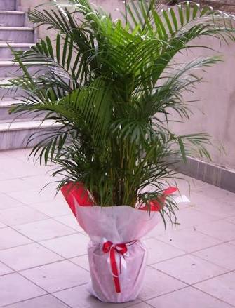 bayraklı çiçekçi özel saksı areka